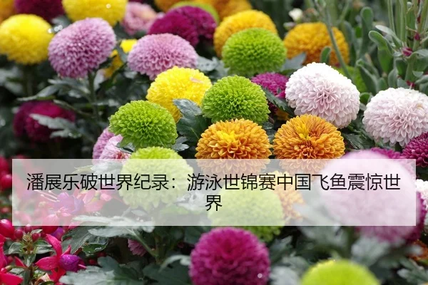 潘展乐破世界纪录：游泳世锦赛中国飞鱼震惊世界